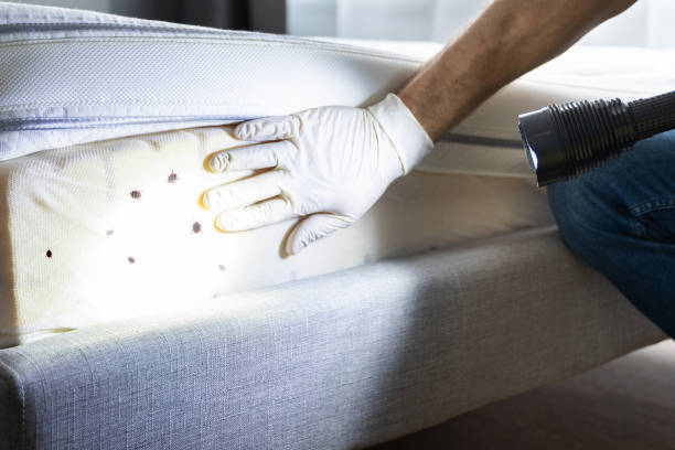 Best Wasp Removal Services  in Pinehurst, MA