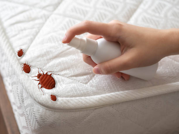 Best Pest Control Treatment  in Pinehurst, MA