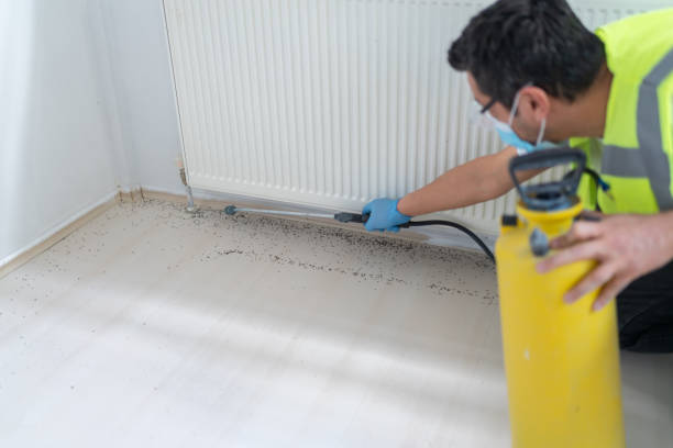 Best Wasp Removal Services  in Pinehurst, MA